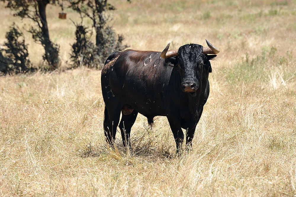 Visitas a la ganadería en Cerro Longo